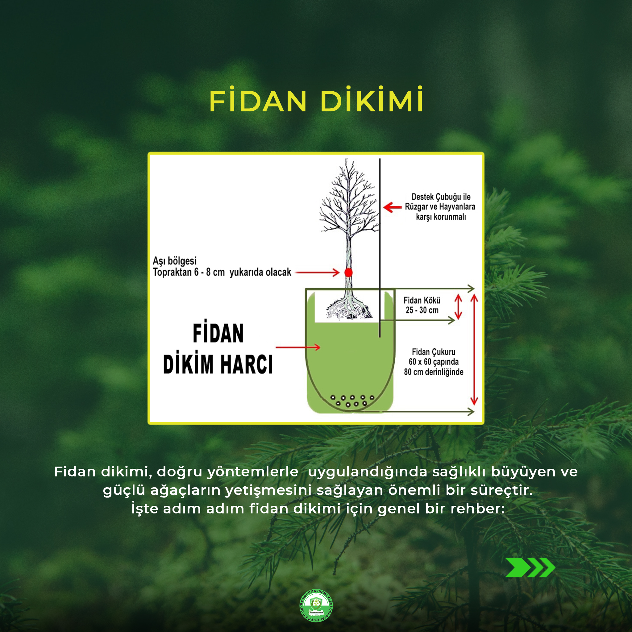 Fidan Dikimi1